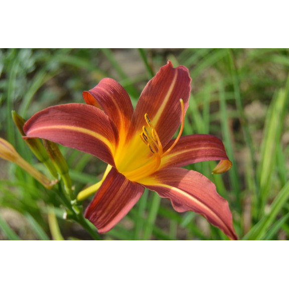 HEMEROCALLIS 'Autumn Red'