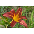 HEMEROCALLIS 'Autumn Red'