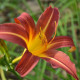 HEMEROCALLIS 'Autumn Red'