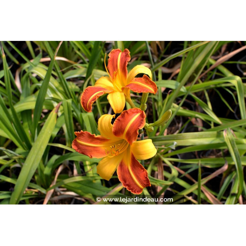 HEMEROCALLIS 'Frans Hals'