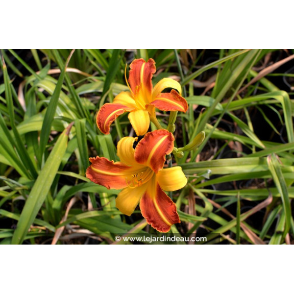 HEMEROCALLIS 'Frans Hals'