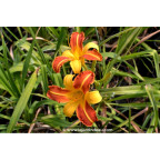 HEMEROCALLIS 'Frans Hals'