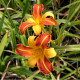 HEMEROCALLIS 'Frans Hals'