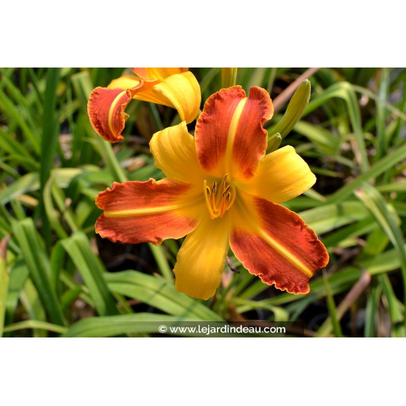 HEMEROCALLIS 'Frans Hals'