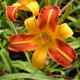 HEMEROCALLIS 'Frans Hals'