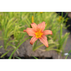 HEMEROCALLIS 'Pink Damask'