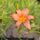 HEMEROCALLIS 'Pink Damask'