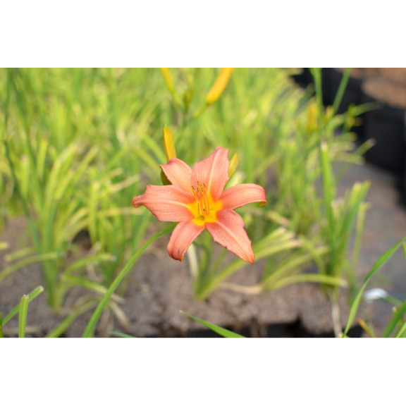 HEMEROCALLIS 'Pink Damask'