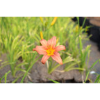 HEMEROCALLIS 'Pink Damask'