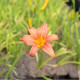 HEMEROCALLIS 'Pink Damask'
