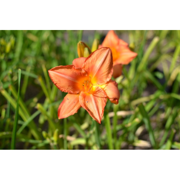 HEMEROCALLIS 'South Seas'