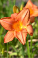 HEMEROCALLIS 'South Seas'