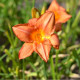 HEMEROCALLIS 'South Seas'