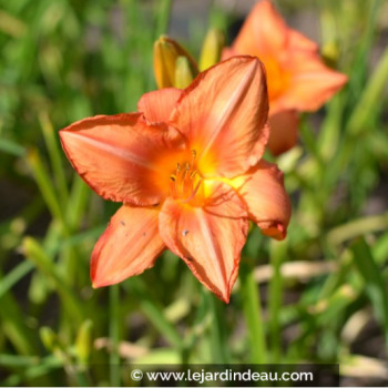 HEMEROCALLIS &#039;South Seas&#039;