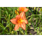 HEMEROCALLIS 'South Seas'