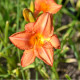 HEMEROCALLIS 'South Seas'