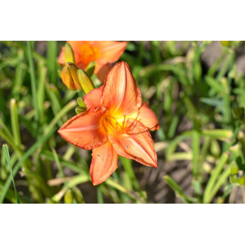 HEMEROCALLIS 'South Seas'