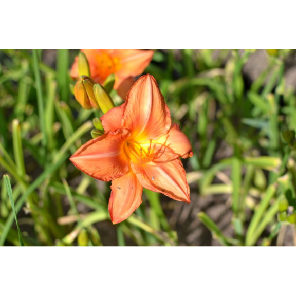 HEMEROCALLIS 'South Seas'