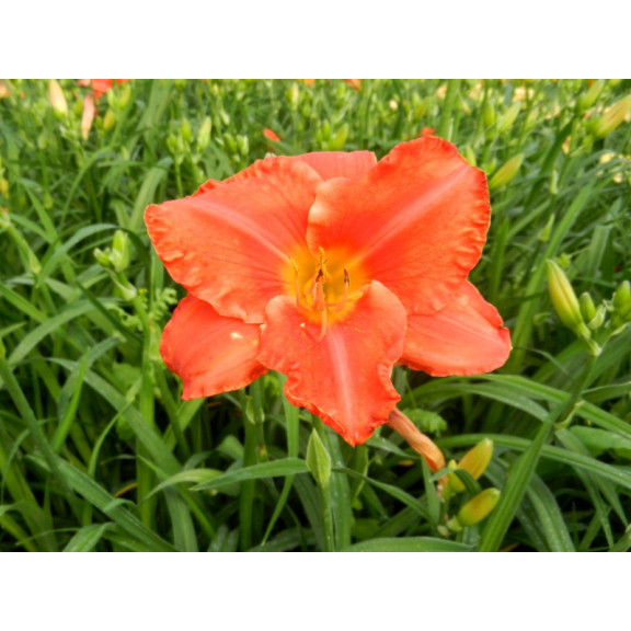 HEMEROCALLIS 'South Seas'
