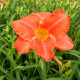HEMEROCALLIS 'South Seas'