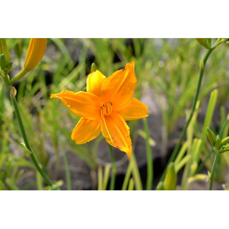 HEMEROCALLIS 'Burning Daylight'