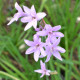 TULBAGHIA violacea