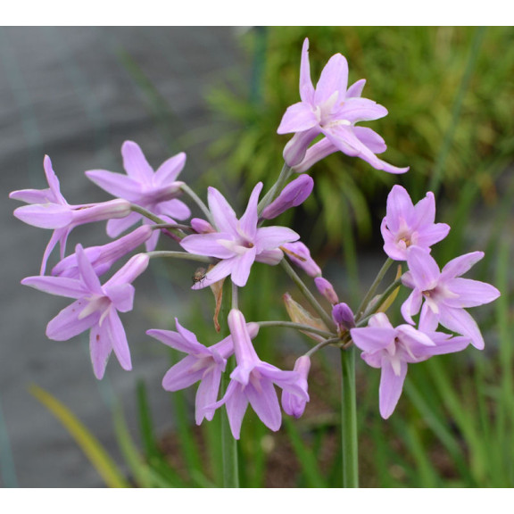 TULBAGHIA violacea