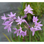 TULBAGHIA violacea