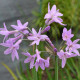 TULBAGHIA violacea