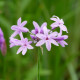 TULBAGHIA violacea