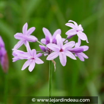 TULBAGHIA violacea