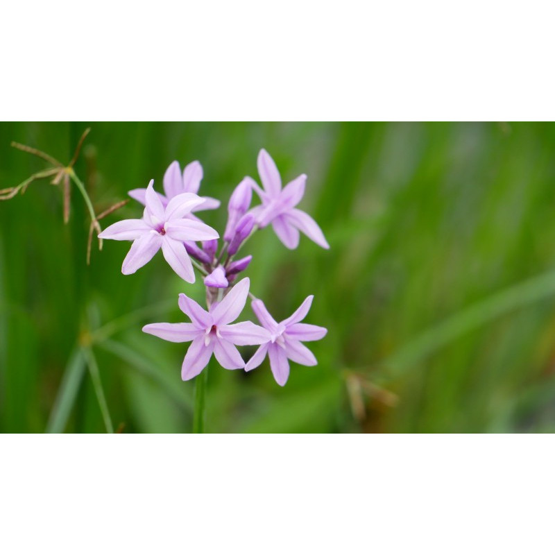 TULBAGHIA violacea