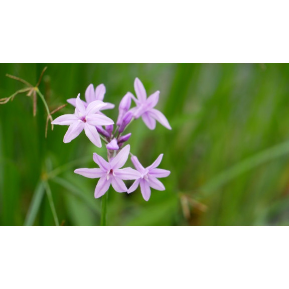 TULBAGHIA violacea