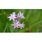 TULBAGHIA violacea