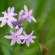 TULBAGHIA violacea