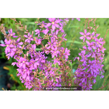LYTHRUM salicaria \'Swirl\'