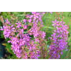 LYTHRUM salicaria 'Swirl'