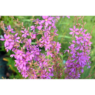 LYTHRUM salicaria \'Swirl\'