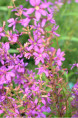 LYTHRUM salicaria 'Swirl'