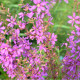 LYTHRUM salicaria 'Swirl'