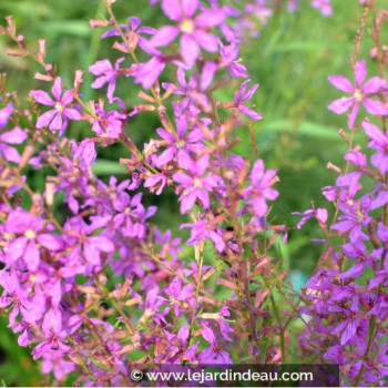 LYTHRUM salicaria &#039;Swirl&#039;