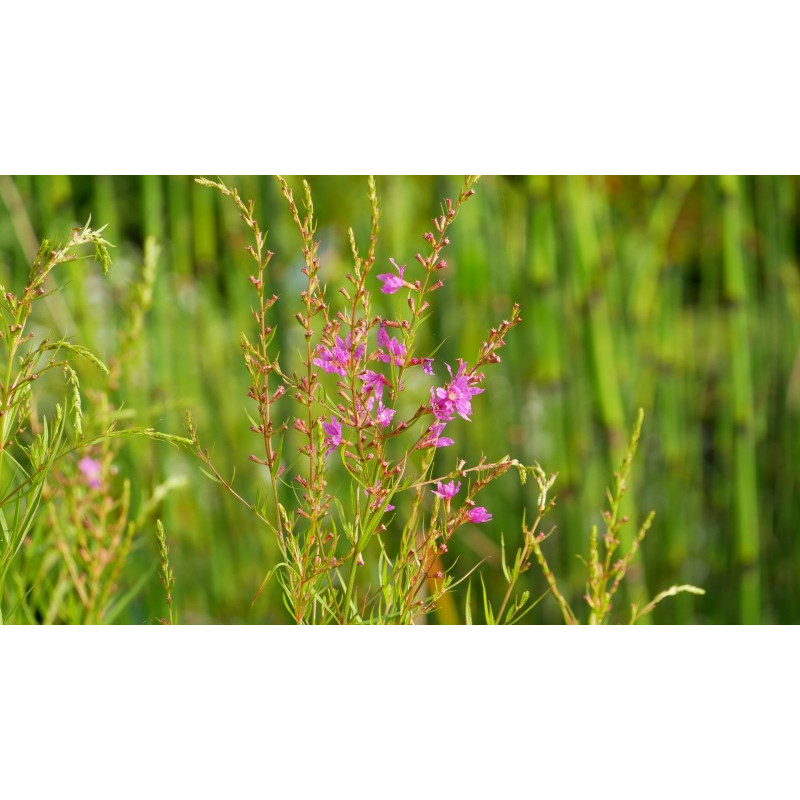 LYTHRUM salicaria 'Swirl'