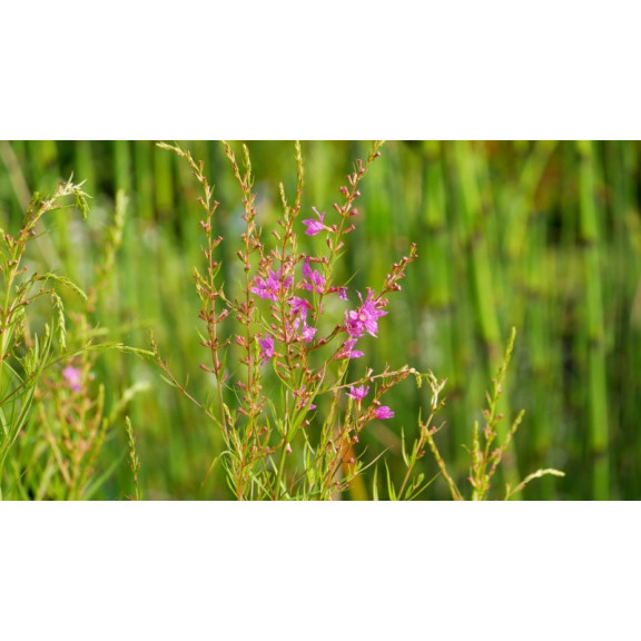 LYTHRUM salicaria 'Swirl'