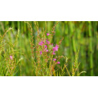 LYTHRUM salicaria 'Swirl'