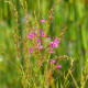 LYTHRUM salicaria 'Swirl'