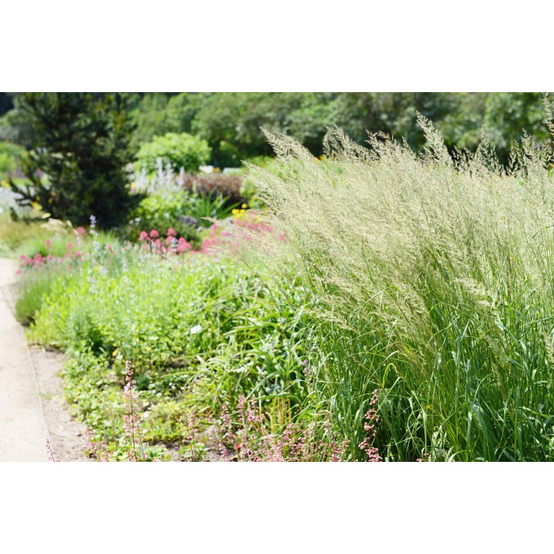 SPODIOPOGON sibiricus