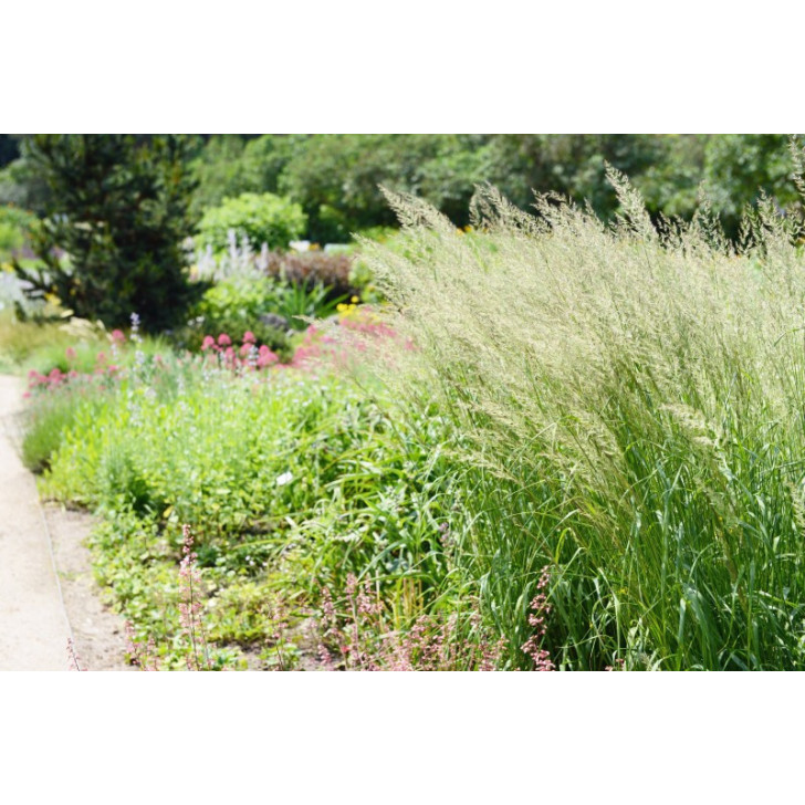 SPODIOPOGON sibiricus