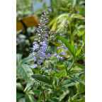 VERONICA longifolia 'Zo&eacute;'