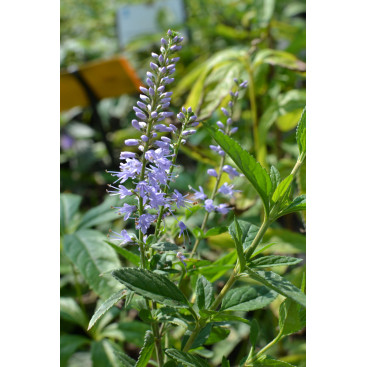 VERONICA longifolia \'Zoé\'