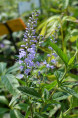 VERONICA longifolia 'Zoé'